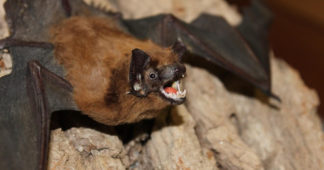 Leaked docs show DARPA considered funding $14mn project to infect Chinese bats with altered coronaviruses in 2018 – reports