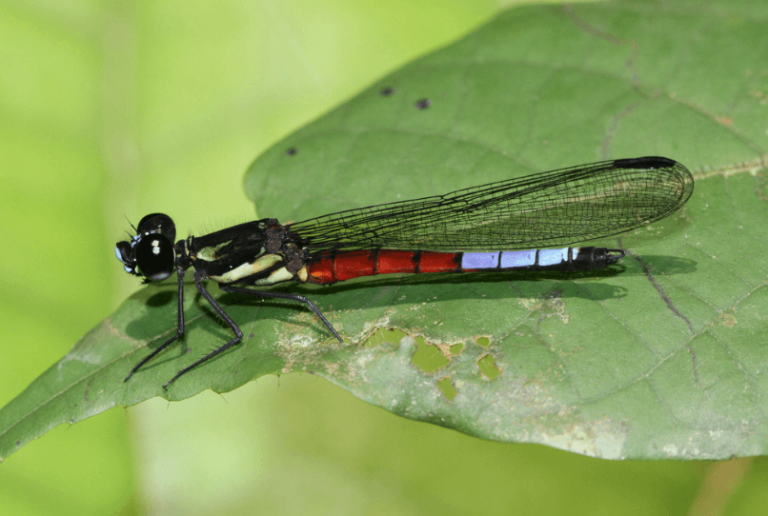 Updated Extinction Assessment Drives Fresh Call to ‘Save Life on Earth’