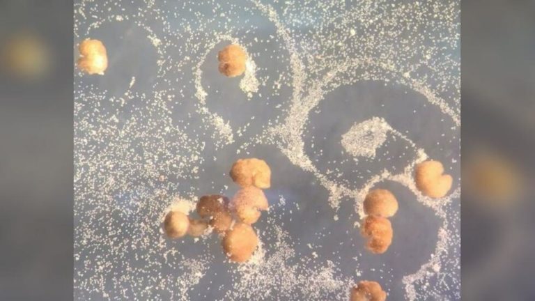 First ‘living robots’ can now ‘spontaneously’ self-replicate, scientists say