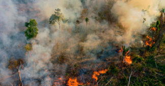 Destruction of Amazon Rainforest Accelerates as Elections Loom in Brazil