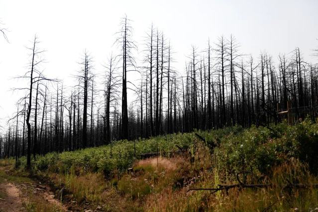 We are ‘greening’ ourselves to extinction