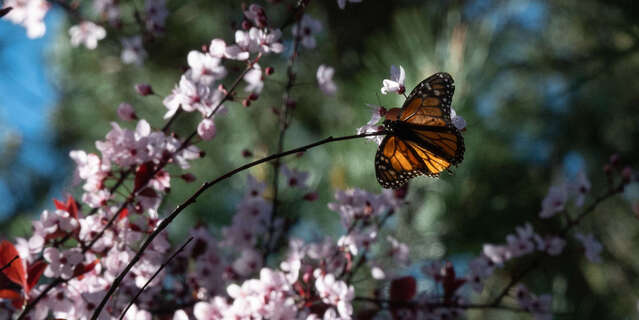 Biodiversité : lutter d’urgence contre la disparition des insectes