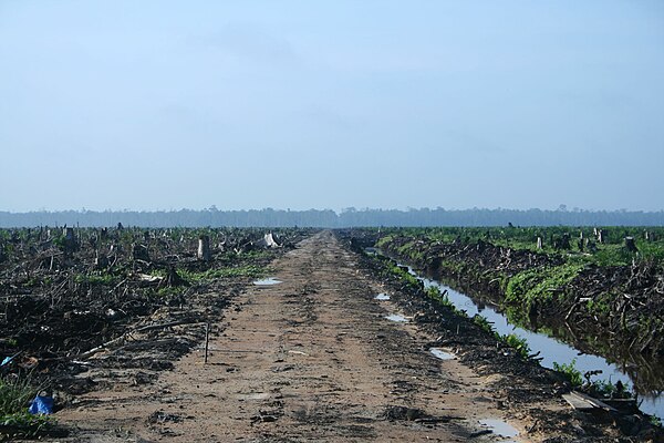 Is the Food Industry Concealing Possible Destruction of the Tropics From the Public?