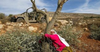 West Bank village devastated as Israel uproots thousands of olive trees in 72 hours West Bank village devastated as Israel uproots thousands of olive trees in 72 hours