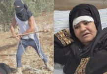 ‘Emerging from the Jaws of Death’ – Settler Violence Ravages Palestine’s Olive Harvest