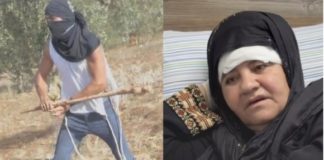 ‘Emerging from the Jaws of Death’ – Settler Violence Ravages Palestine’s Olive Harvest