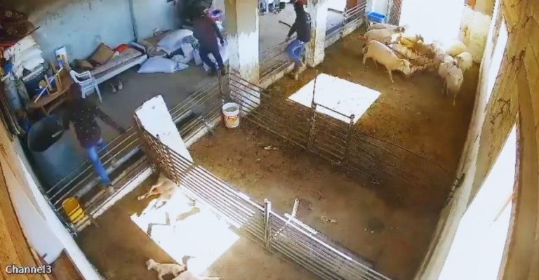 They Tortured Lambs In The West Bank!