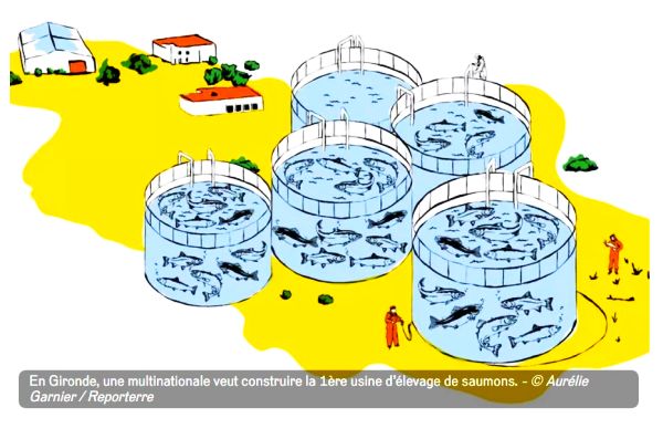 Les mégafermes à saumons, ou quand les « industriels se prennent pour des dieux »