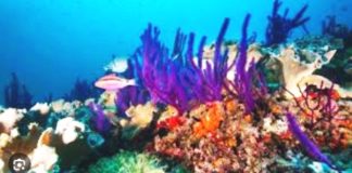 The War in the Persian Gulf Threatens Already Vulnerable marine Animals and Plants