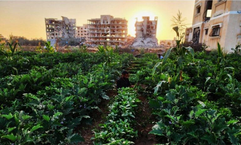 Ecocide in Gaza: Colonialism, Environmental Destruction, and the Struggle for Life