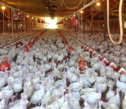 How the TTIP Could Make Ethical Meat Harder to Find