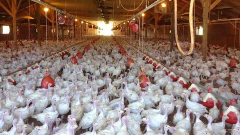 How the TTIP Could Make Ethical Meat Harder to Find