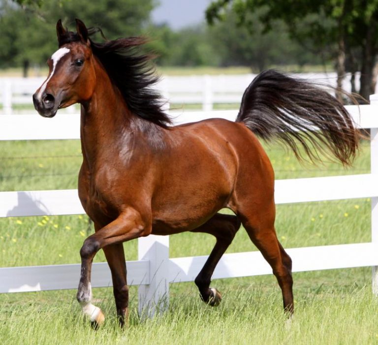 How the Western Media Created a Desperate, Starving Gang of Venezuelan Horse Eaters – And Why It Matters