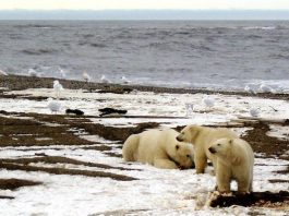 Manhattan Project-sized effort is needed to create artificial Arctic ice