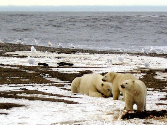 Manhattan Project-sized effort is needed to create artificial Arctic ice