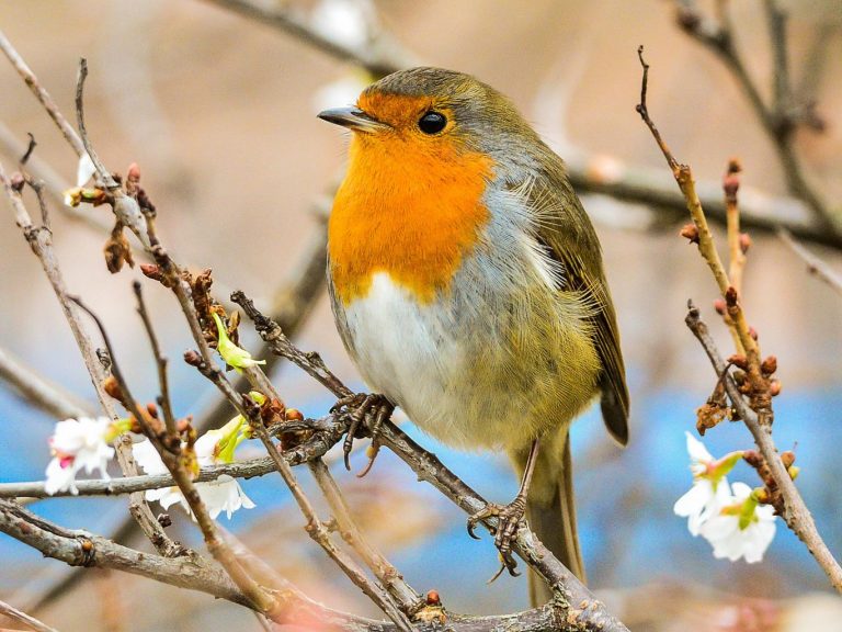 ‘More than 800,000 songbirds illegally killed’ on British military base in Cyprus