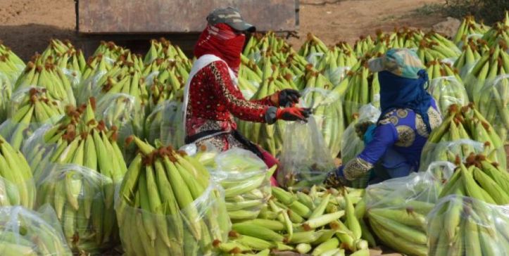 Kurdish Production Cooperatives begin to grow in Northern Syria