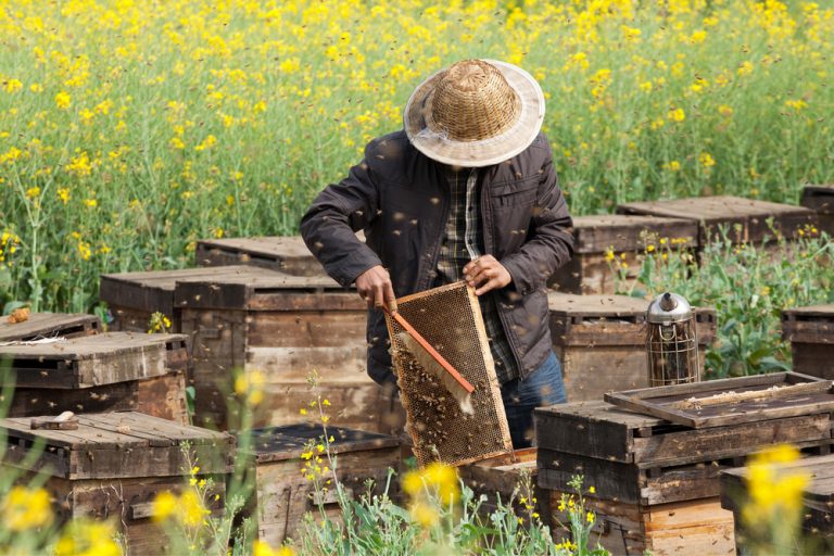 Comment le blocus à sauvé les abeilles