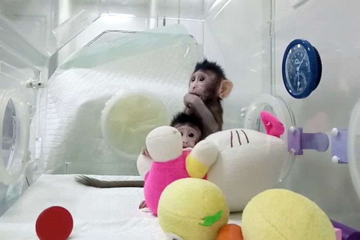 Chinese scientists break key barrier by cloning monkeys