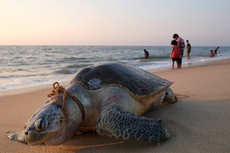 As many as 1 million species are at risk of extinction, posing a profound threat to human well-being, a sweeping U.N. report concluded.