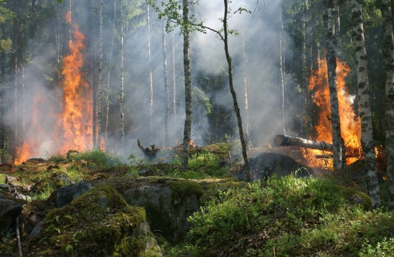 Arctic fires: “You have to go to a different planet to find a more persistent type”