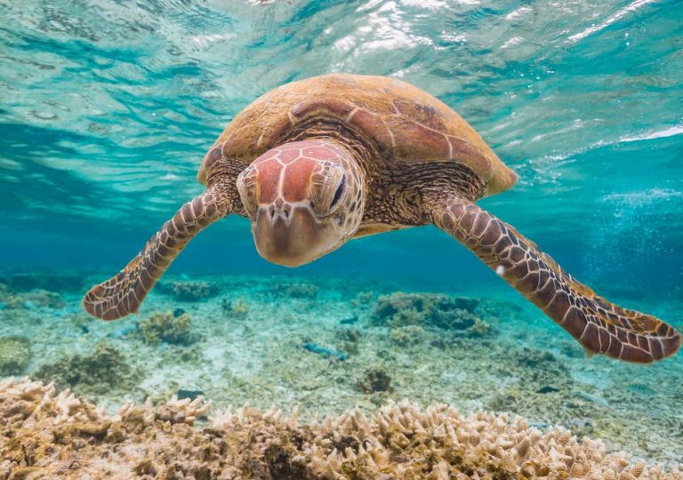 Great Barrier Reef Has Deteriorated to ‘Critical Point’ Amid Warming Seas and Pollution, Major Report Says