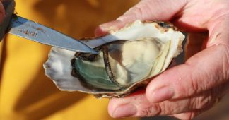 “On a constaté jusqu’à 60% de mortalité des huîtres” : les néfastes conséquences du réchauffement climatique sur les coquillages