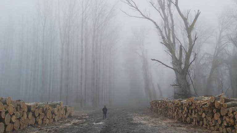Environmentalists’ anger after Hungary cuts down EU-protected forest