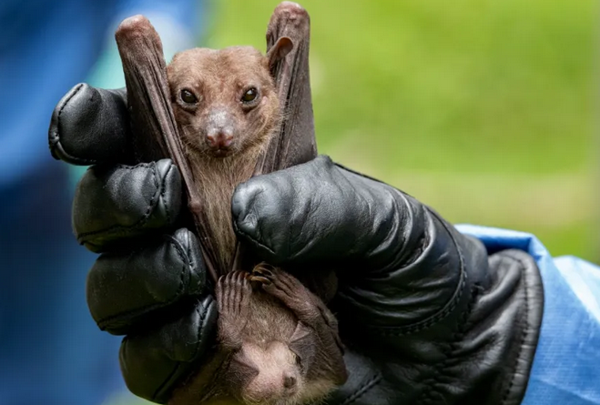 Think Exotic Animals Are to Blame for the Coronavirus? Think Again.