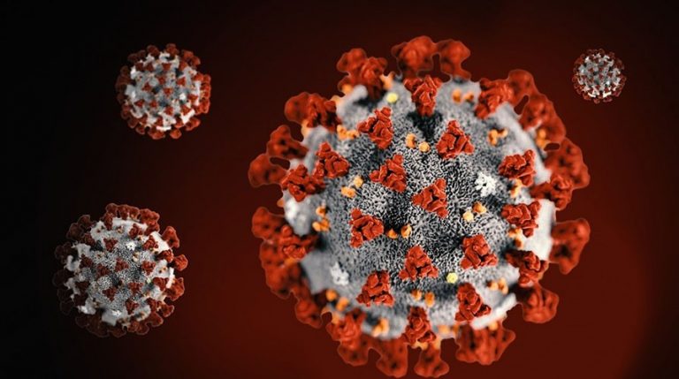 Five years ago, the debate on bat viruses
