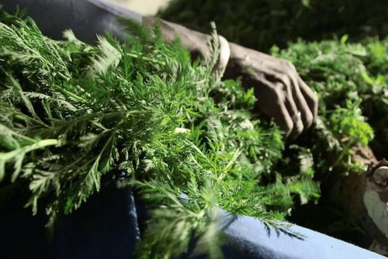Coronavirus : le Covid-Organics un médicament élaboré à Madagascar