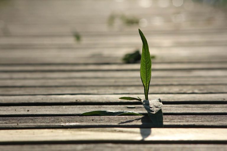 Un long chemin – Hypothèses pour une autonomie organisée