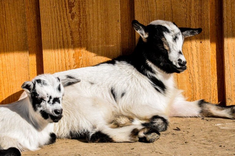Revealed: Baby animals knowingly killed by British military