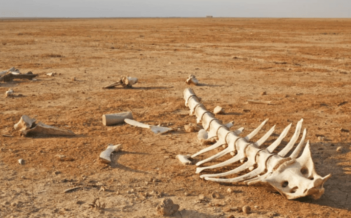‘Almost certain extinction’: 1,200 species under severe threat across world