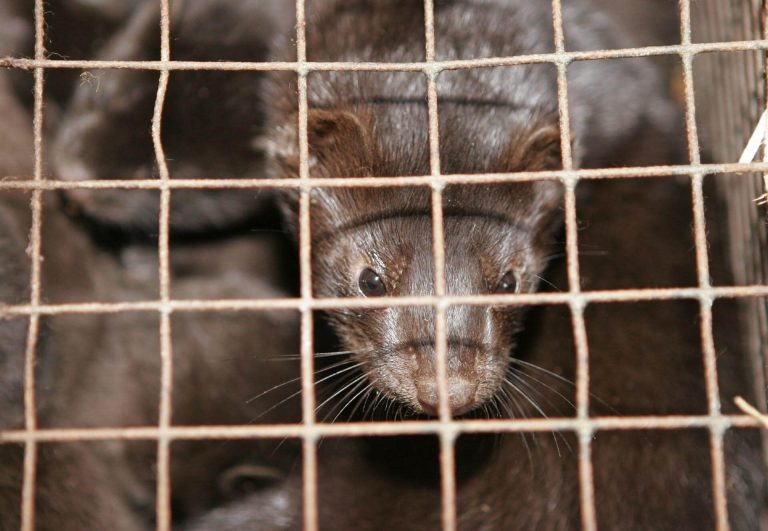 WHO probing Covid-19 MUTATION in minks after massive Denmark outbreak & decision to cull 15 million animals