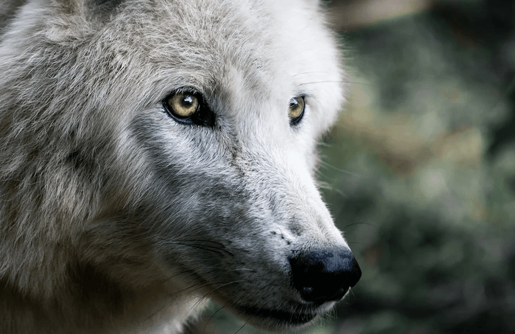 The Howling Wilderness