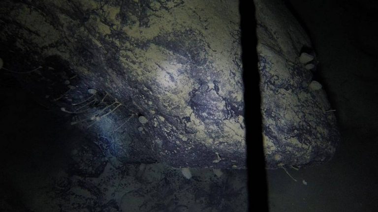 Scientists accidentally discover life 900m under Antarctic ice