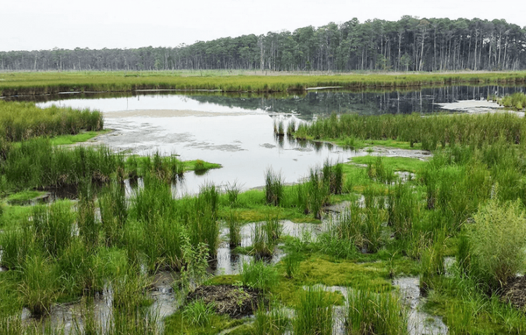 Support Grows for Rights of Wetlands