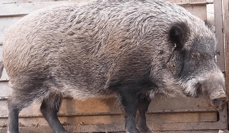 Fukushima Nuclear Accident Triggers Emergence of New Species of ‘Radioactive’ Boar