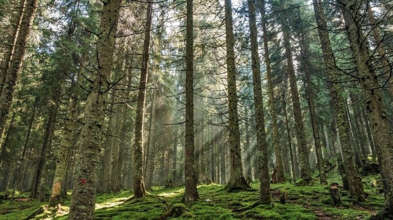 Un crime écologique sans précédent en Europe: les forêts roumaines