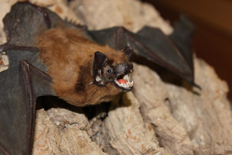 Leaked docs show DARPA considered funding $14mn project to infect Chinese bats with altered coronaviruses in 2018 – reports
