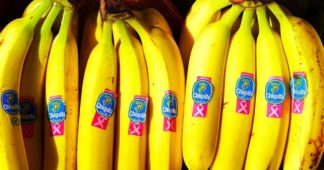 Les bananes au goût de sang : comment Chiquita a alimenté le conflit armé en Colombie