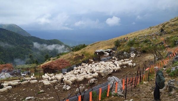 Ukraine Conflict Weigh Heavily on Greece’s Livestock Farmers