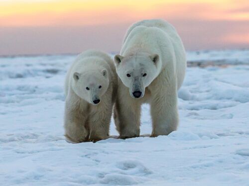 Willow Project: A Carbon Bomb is Exploding in the Arctic of Alaska