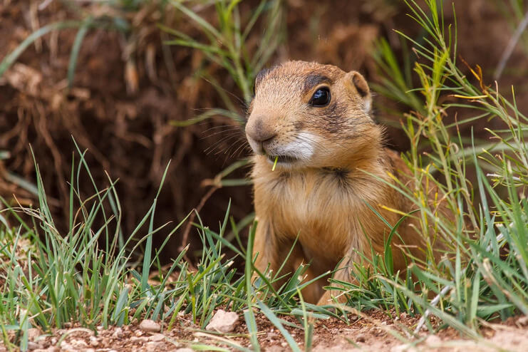 ‘Grim’ Report Warns 40% of US Animals at Risk of Extinction