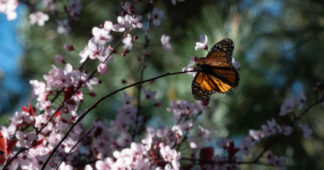 Biodiversité : lutter d’urgence contre la disparition des insectes