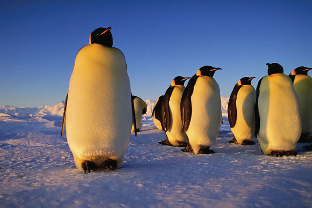 ‘Simply mind-boggling’: world record temperature jump in Antarctic raises fears of catastrophe
