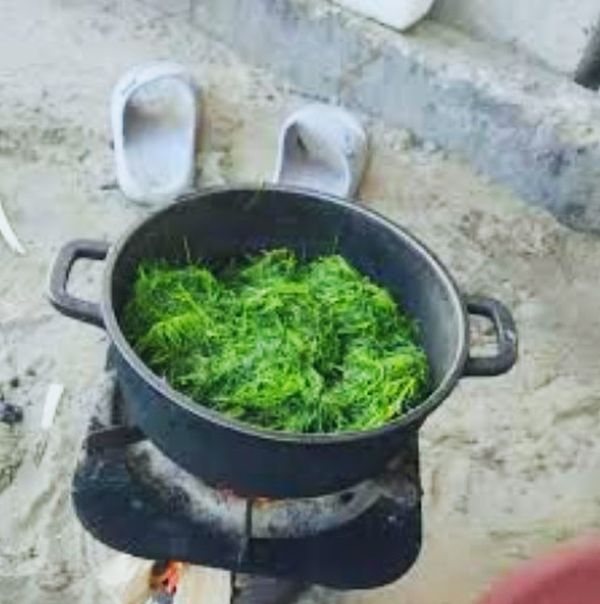 ‘Parents are boiling tree leaves to feed their children’