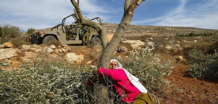 West Bank village devastated as Israel uproots thousands of olive trees in 72 hours
