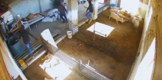 They Tortured Lambs In The West Bank!